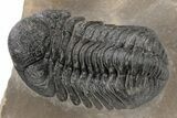 Phacopid (Morocops) Trilobite - Foum Zguid, Morocco #216576-2